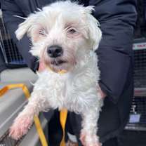 Thumbnail photo of Star #3