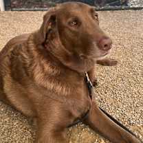 Thumbnail photo of Snickers #3