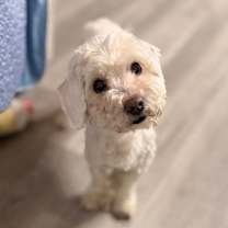 Thumbnail photo of Shorty  #2