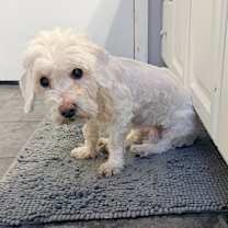 Thumbnail photo of Shorty  #4