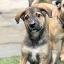 Thumbnail photo of Topaz #3