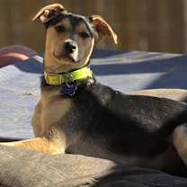 Thumbnail photo of Kevin (7mo PUPPY) #2