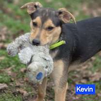 Thumbnail photo of Kevin (7mo PUPPY) #3