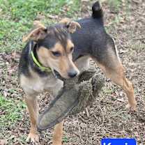 Thumbnail photo of Kevin (7mo PUPPY) #4