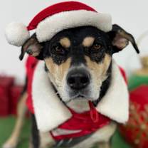 Thumbnail photo of Maya #1