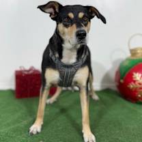 Thumbnail photo of Maya #2