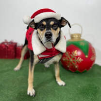 Thumbnail photo of Maya #3