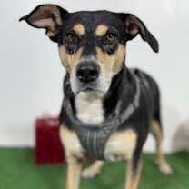 Thumbnail photo of Maya #4