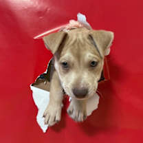 Thumbnail photo of Liv NYC #1