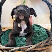 Thumbnail photo of Lady NYC #2