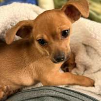 Thumbnail photo of Wind Chime #4