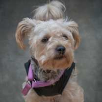 Thumbnail photo of Zuri (yorkiepoo) #1