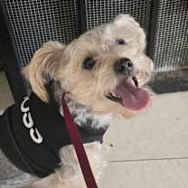 Thumbnail photo of Zuri (yorkiepoo) #2