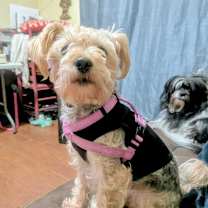 Thumbnail photo of Zuri (yorkiepoo) #3