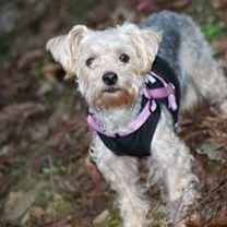 Thumbnail photo of Zuri (yorkiepoo) #4