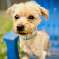 Thumbnail photo of Brownie Nov 25 #2