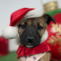 Thumbnail photo of Callie #1