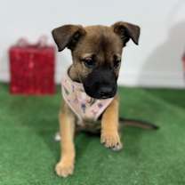 Thumbnail photo of Callie #2