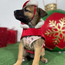 Thumbnail photo of Callie #3