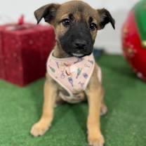 Thumbnail photo of Callie #4