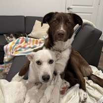 Thumbnail photo of Whiskey #3