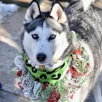 Thumbnail photo of Pixie #2