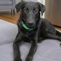 Thumbnail photo of Amber #1