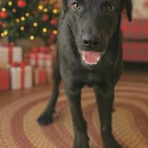 Thumbnail photo of Amber #3