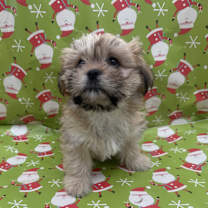 Thumbnail photo of Macaroon #3