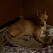 Thumbnail photo of Jenny, Honey, Skiperkey is Tiny #1