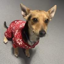 Thumbnail photo of Odie #3