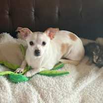 Thumbnail photo of Dreamer #1