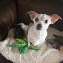 Thumbnail photo of Dreamer #2