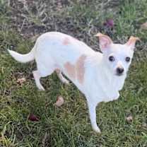 Thumbnail photo of Dreamer #3