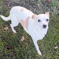 Thumbnail photo of Dreamer #4