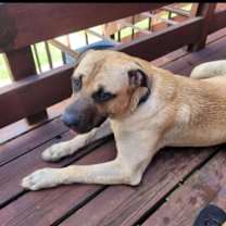 Thumbnail photo of Luke #2