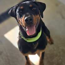 Thumbnail photo of Romeo #1