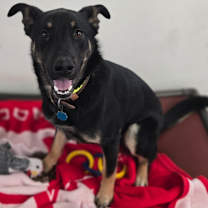 Thumbnail photo of Apollo #1