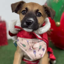 Thumbnail photo of Pixie #1