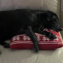 Thumbnail photo of Bitsy #4