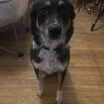 Thumbnail photo of Pickles #3