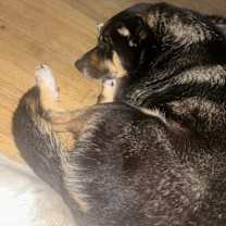 Thumbnail photo of Pickles #4