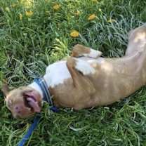 Thumbnail photo of Dakota #4