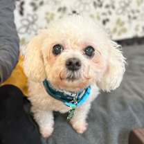 Thumbnail photo of Shona 13625 #1