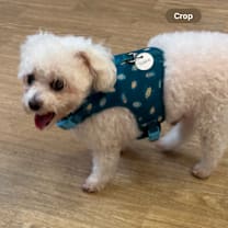 Thumbnail photo of Shona 13625 #2