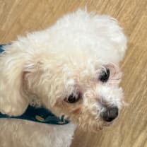 Thumbnail photo of Shona 13625 #3