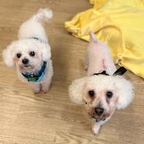 Thumbnail photo of Shona 13625 #4