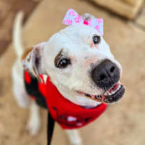 Thumbnail photo of Minti #1