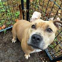 Thumbnail photo of Hunny #1