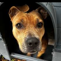 Thumbnail photo of Hunny #2